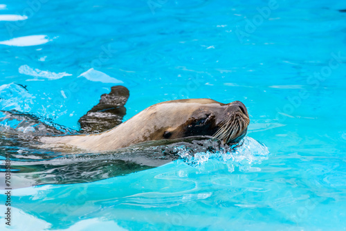 Close up detail of sea lion (Eumetopias jubatus) swimming in clear clean blue water