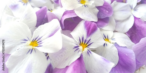 水面に浮かぶビオラの花々