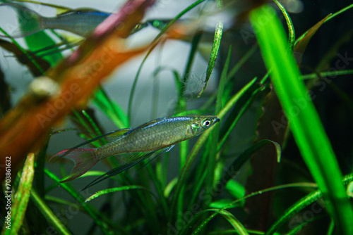 Freshwater Fish Iriatherina werneri threadfin rainbowfish photo