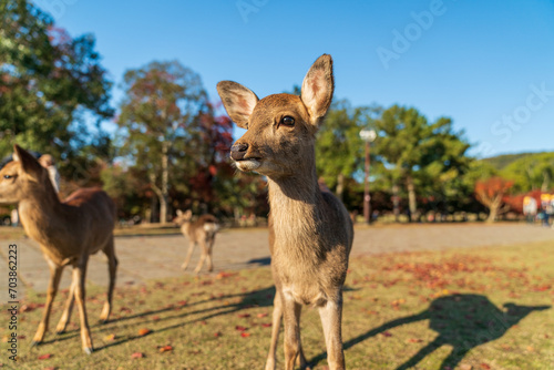 奈良公園の小鹿