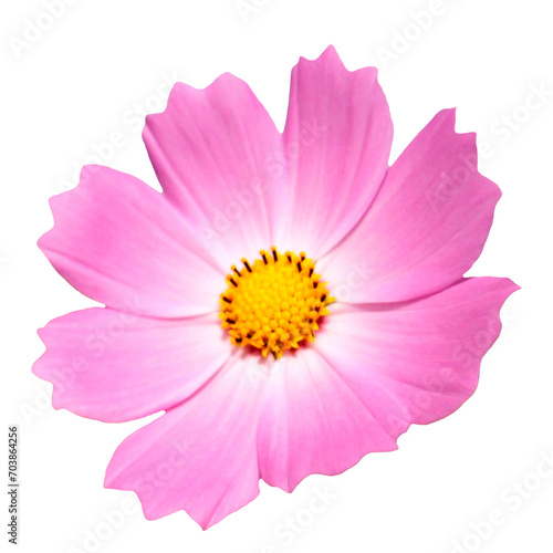 Fototapeta Naklejka Na Ścianę i Meble -  한국의 아름다운 꽃