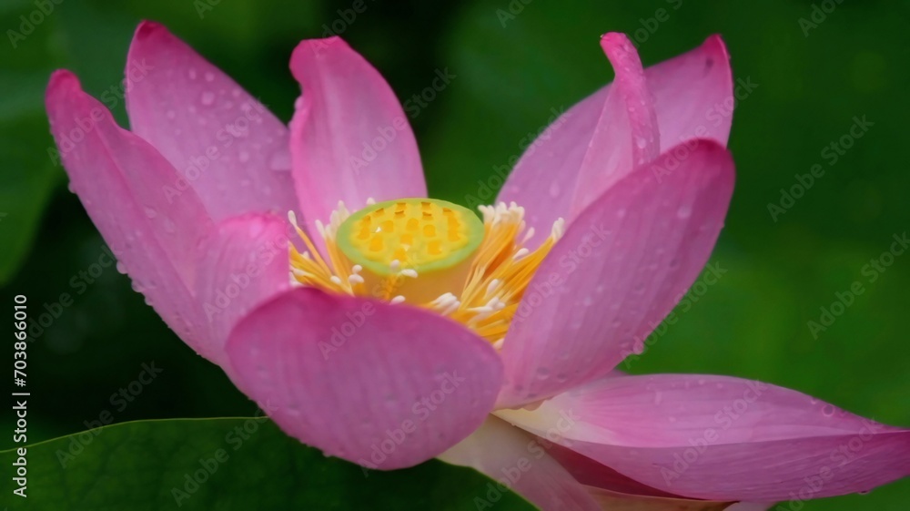 Enchanting beauty of a pink with purple lotus flower landscape pic adorned with radiant petals Enchanting beauty of a pink with purple lotus flower landscape pic adorned with radiant petals