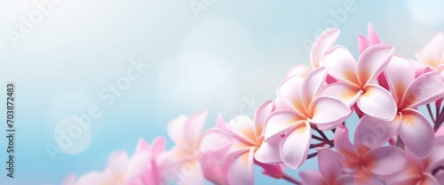 Panorama of blossoming Frangipani flower with color filter on soft pastel color in blur style for banner or cards background. Spring landscape of pink Plumeria flower. Bright colorful spring flowers