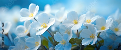 Spring forest white flowers primroses on a beautiful blue background macro