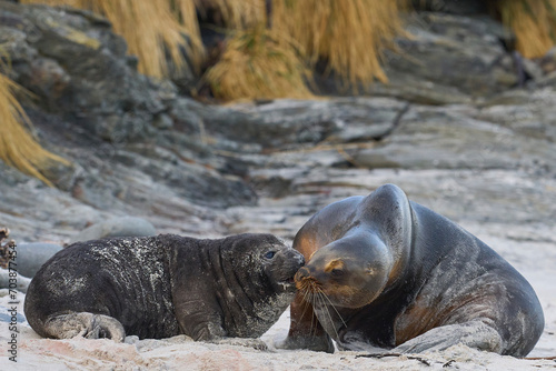 Southern Sea Lion (Otaria flavescens) trying to abduct a Southern Elephant Seal pup (Mirounga leonina) on Sea Lion Island in the Falkland Islands.