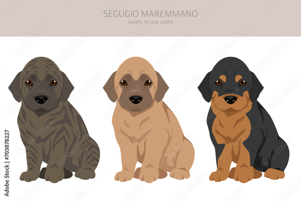 Segugio Maremmano puppies clipart. All coat colors set.  All dog breeds characteristics infographic