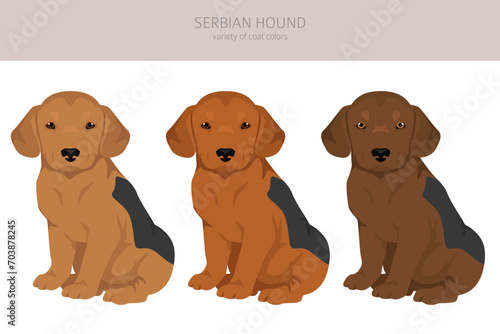 Serbian Hound puppies clipart. All coat colors set.  All dog breeds characteristics infographic