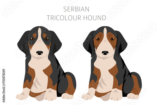 Serbian Tricolor Hound puppies clipart. All coat colors set. All dog breeds characteristics infographic