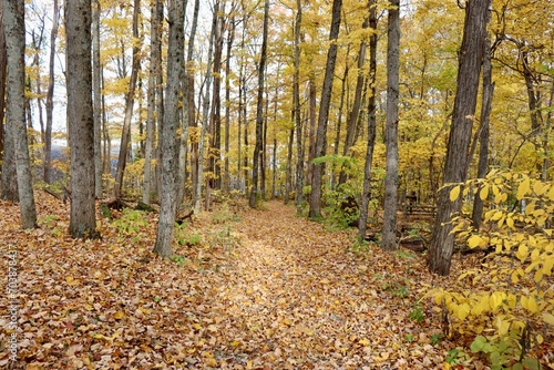 The trail in the autumn forest.