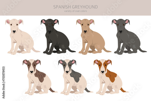 Spanish Greyhound puppies clipart. All coat colors set.  All dog breeds characteristics infographic