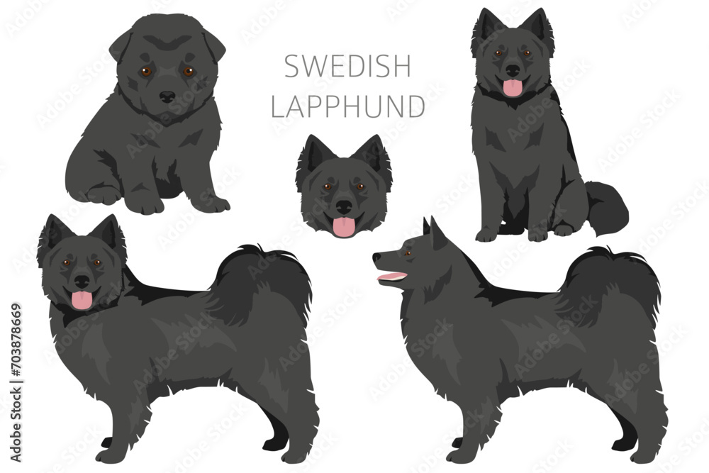 Swedish Lapphund adult dog and puppy, different poses clipart