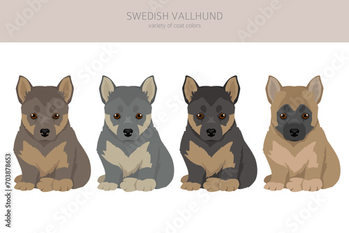 Swedish Vallhund puppies coat colors, different poses clipart