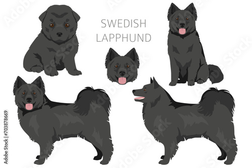 Swedish Lapphund adult dog and puppy, different poses clipart