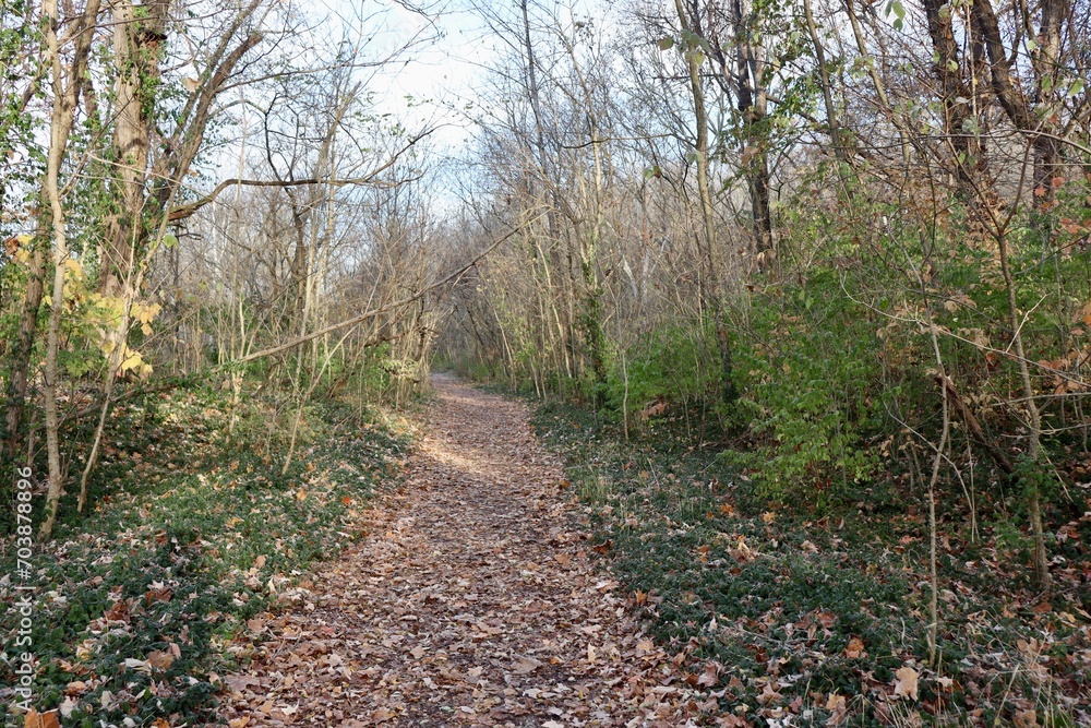 The long trail in the autumn forest. The long trail in the autumn forest.