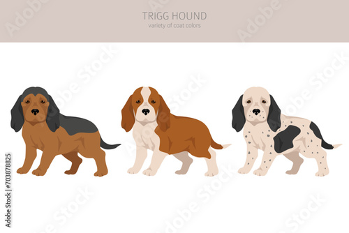 Trigg Hound puppy clipart. All coat colors set.  All dog breeds characteristics infographic