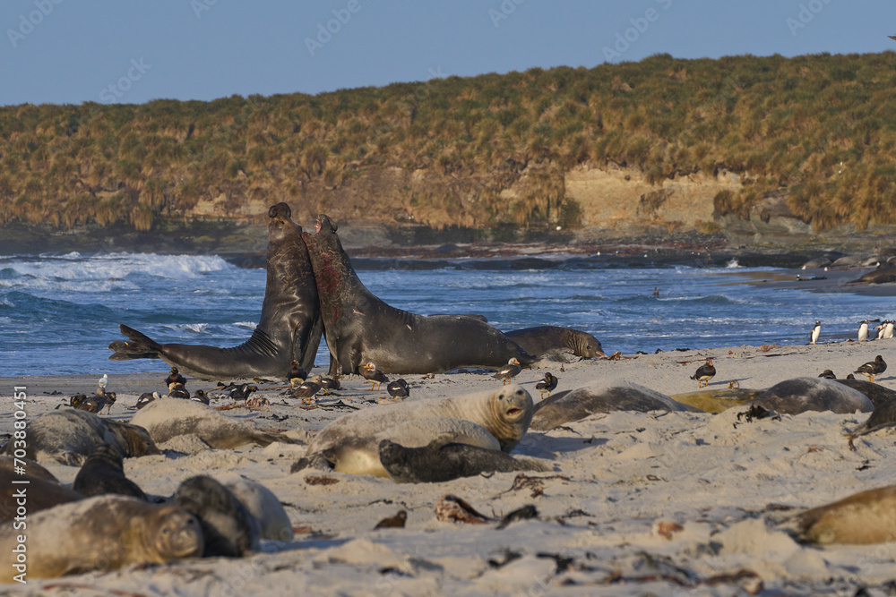 Male Southern Elephant Seals (Mirounga leonina) fighting for dominance during the breeding season on Sea Lion Island in the Falkland Islands.