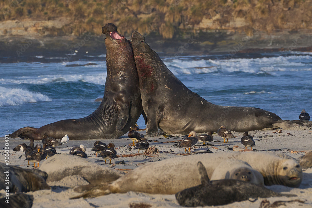 Obraz premium Male Southern Elephant Seals (Mirounga leonina) fighting for dominance during the breeding season on Sea Lion Island in the Falkland Islands.