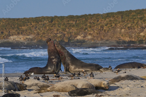 Male Southern Elephant Seals (Mirounga leonina) fighting for dominance during the breeding season on Sea Lion Island in the Falkland Islands.