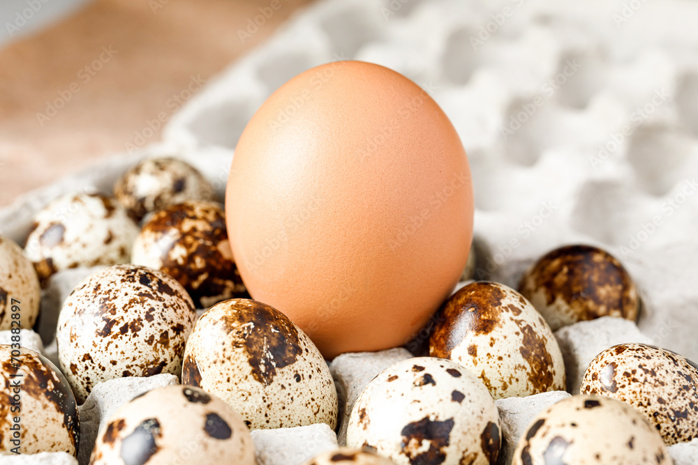 Large chicken egg next to quail eggs in corrugated cardboard tray for cookery blogs and marketing contexts. Farmers market, variety and naturalness of products Large chicken egg next to quail eggs in corrugated cardboard tray for cookery blogs and marketing contexts. Farmers market, variety and naturalness of products