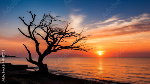 Solitude's Embrace: Seaside Sunset Illuminating the Silhouette of a Dead Tree
