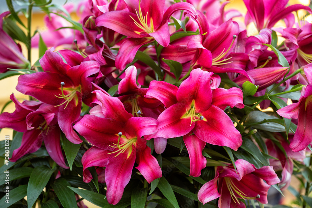 Lily