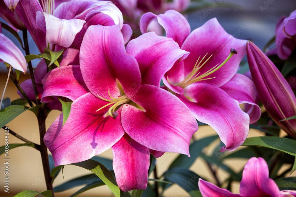 Lily