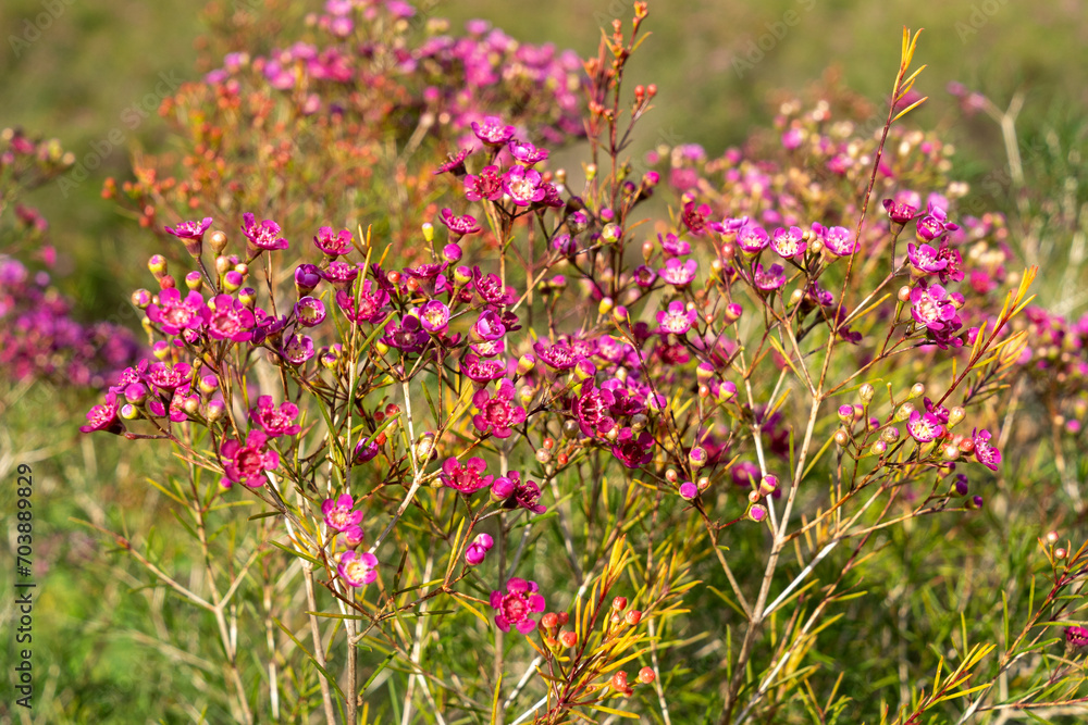 Obraz premium Pink wax flowers in a flower farm