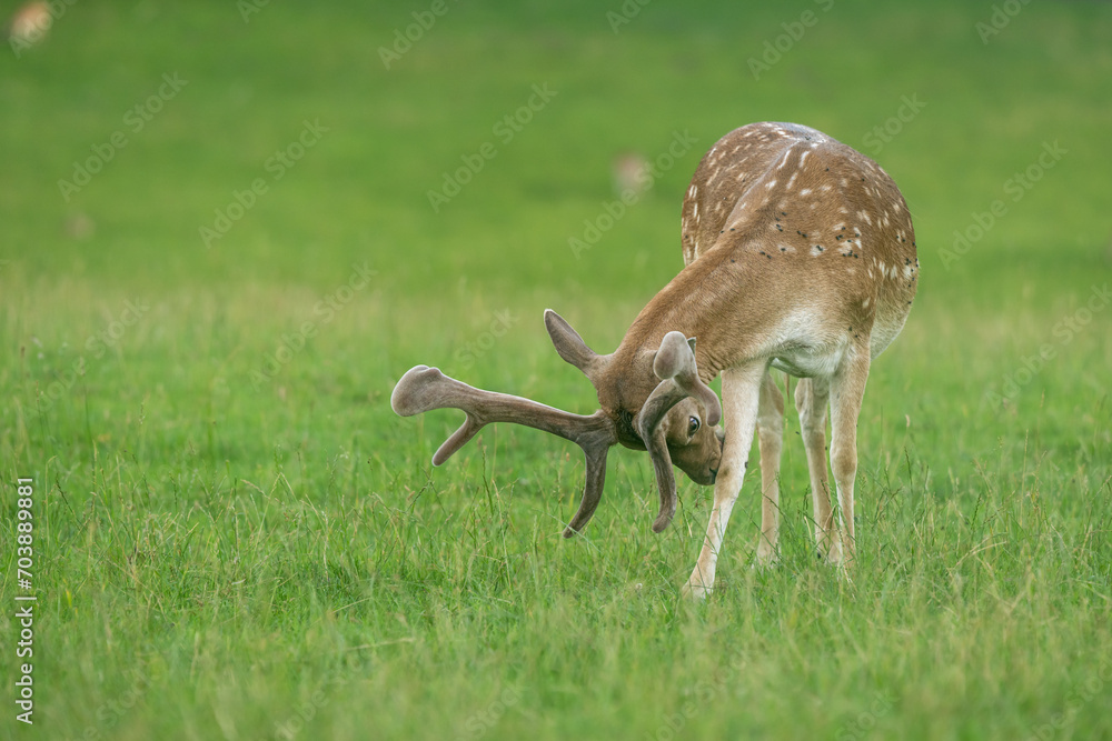 A Eurasian dam deer with branched palmate antlers, with white-spotted reddish-brown coat A Eurasian dam deer with branched palmate antlers, with white-spotted reddish-brown coat