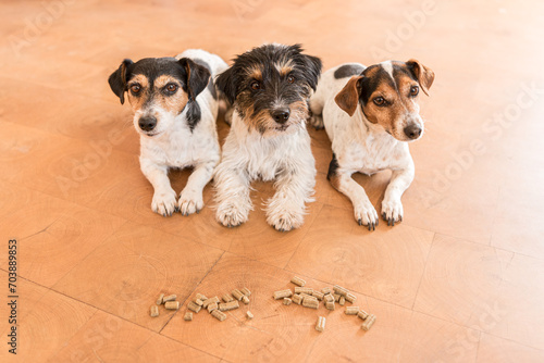 Three obedient dogs make room  in anticipation of food - Jack Russell Terrier © Karoline Thalhofer