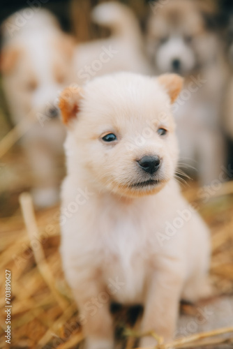 There are many puppies in the forest © ARMMY PICCA
