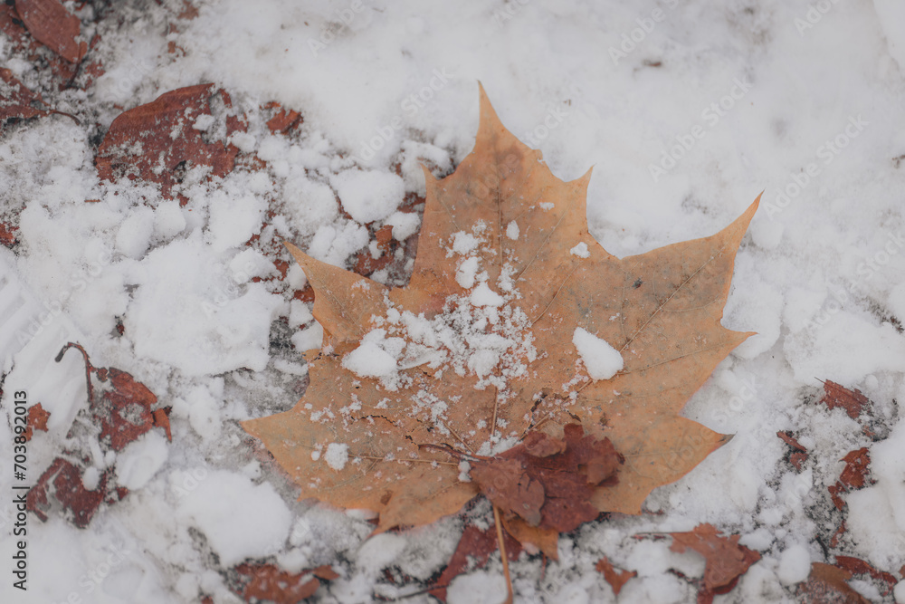 Maple leaf in snow.