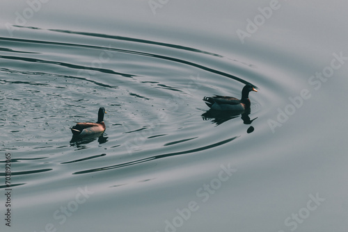 Two small ducks swimming in a lake.