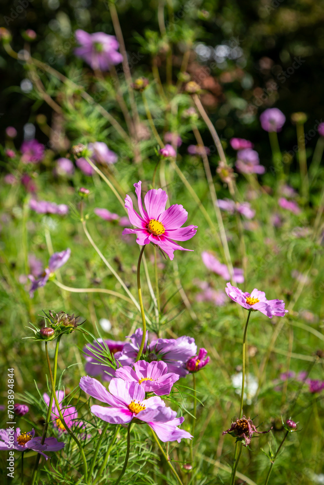 Pretty cosmos flowers in the September sunshine