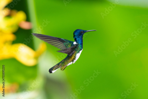 Beautiful White-necked Jacobin hummingbird hovering in the air with green background