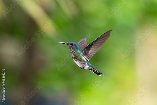 Beautiful White-necked Jacobin hummingbird with wings spread flying in the air with green background