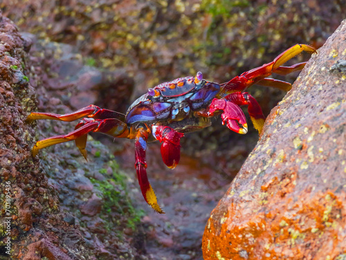 Photos the crawfish makes a straddle between two stones