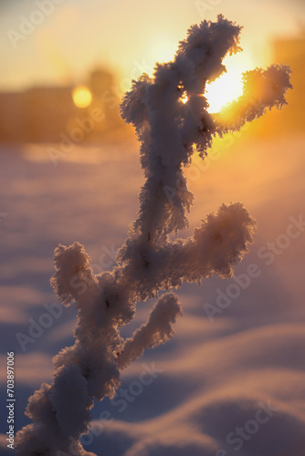 Fototapeta Naklejka Na Ścianę i Meble -  frozen plants in the snowy desert