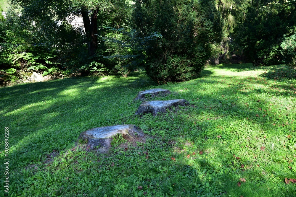 Old rotten tree stumps from trees that were cut down on a green meadow