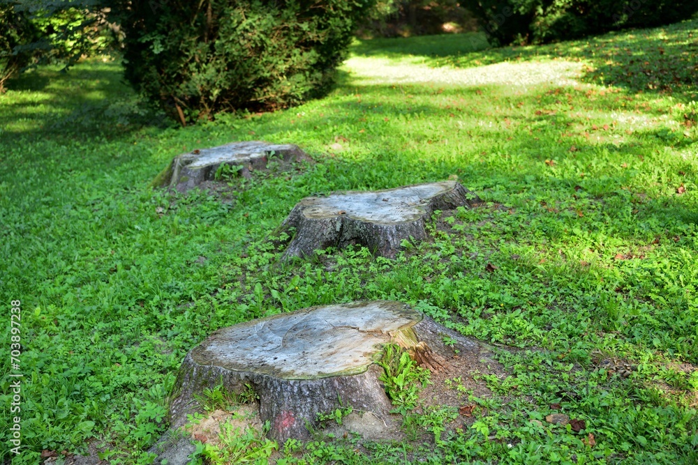Old rotten tree stumps from trees that were cut down on a green meadow