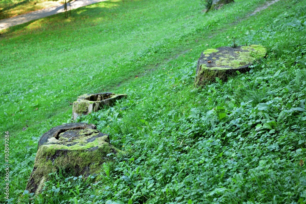 Old rotten tree stumps from trees that were cut down on a green meadow