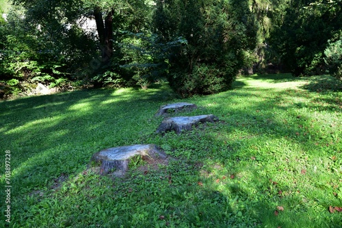 Obraz na płótnie Old rotten tree stumps from trees that were cut down on a green meadow w salonie