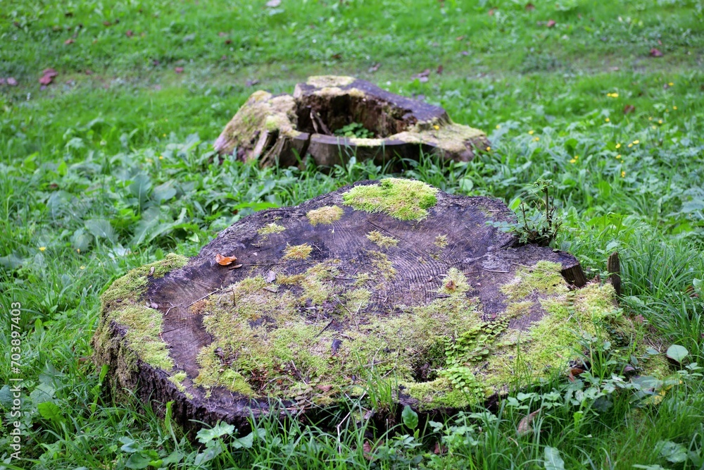 Old rotten tree stumps from trees that were cut down on a green meadow