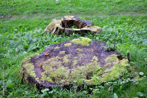 Obraz na płótnie Old rotten tree stumps from trees that were cut down on a green meadow w salonie