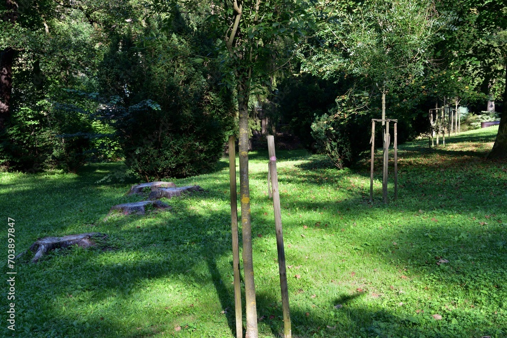 Planting a young tree as a replacement for an old felled tree