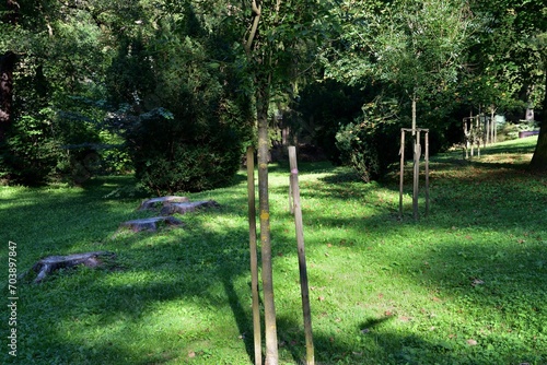Obraz na płótnie Planting a young tree as a replacement for an old felled tree w salonie