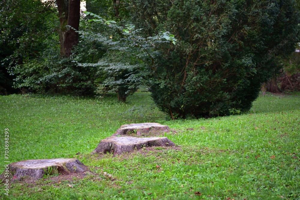 View of old stumps after felled trees in the park