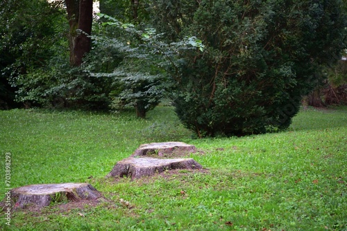 Obraz na płótnie View of old stumps after felled trees in the park w salonie