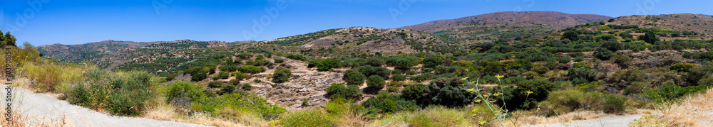 Beautiful scape panorama of the hill with olive trees