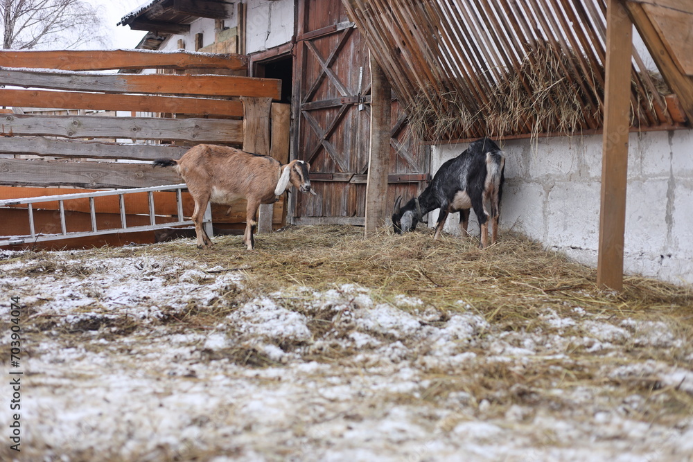 Fototapeta premium goats in the farm