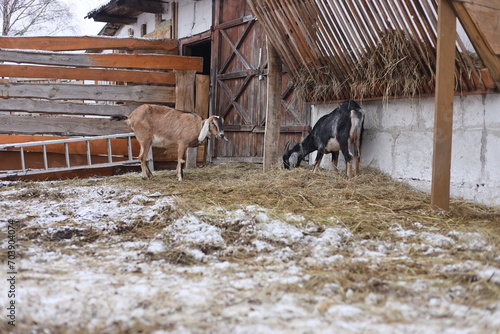 goats in the farm